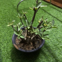 Adenium Black Skin Black Hole Plant - 1 Plant