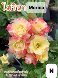Adenium Obesum Multipetal Grafted Plants Combo 1-5 Plants