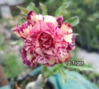 Adenium Obesum Multipetal Grafted Plants Combo 1-5 Plants