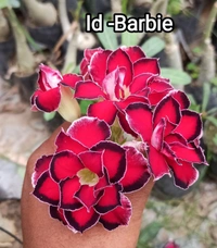 Adenium Obesum Multipetal Grafted Plants Combo 1-5 Plants