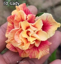 Adenium Obesum Multipetal Grafted Plants Combo 2 -5 Plants