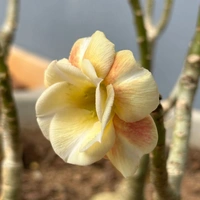 Adenium Obesum Multipetal Grafted Plants Combo 2 -5 Plants