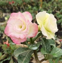 Adenium Obesum Multipetal Grafted Plants Combo 2 -5 Plants