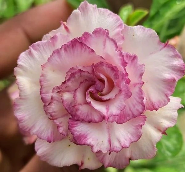 Adenium Obesum Multipetal Grafted Plants - Carnation 