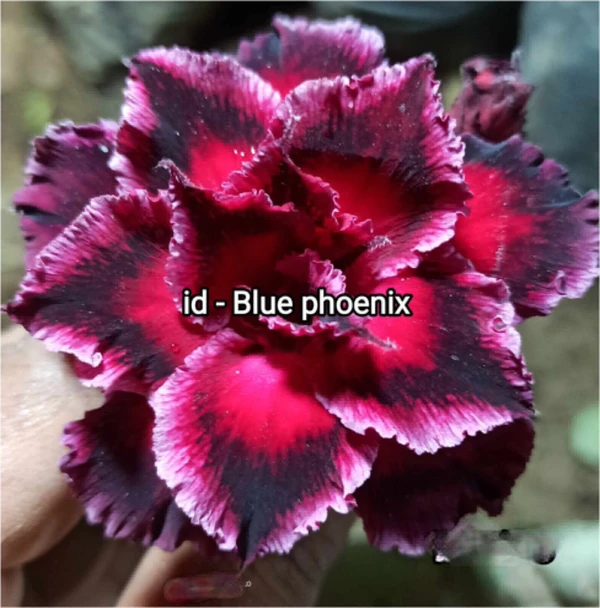 Adenium Obesum Multipetal Grafted Plants - Blue Phoenix 