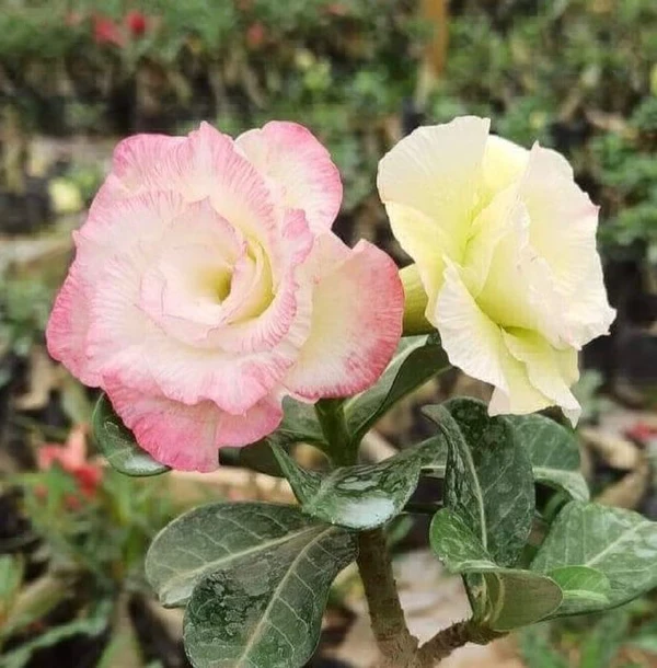 Adenium Obesum Multipetal Grafted Plants - Maya 