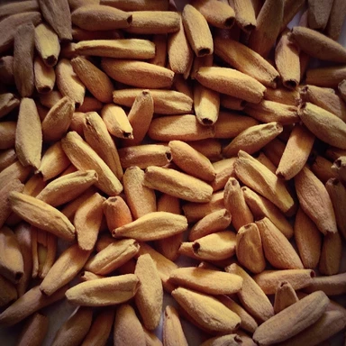 Adenium Seeds