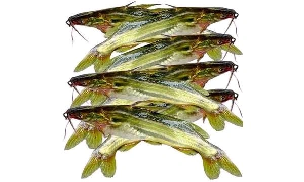 Tengra Fish  - 500gm