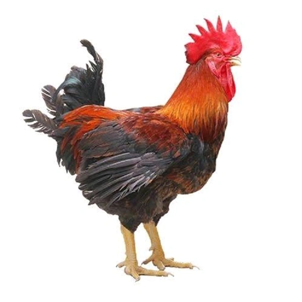 Local Desi Chicken - Cut Pieces - Desi Local (900gm-1kg)