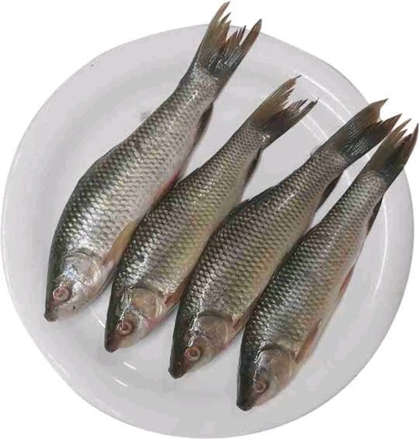Local Rui Nola Fish (Medium Size)  - (1-1.1)kg