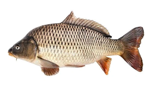 Local Karfu Fish - Cut Pieces (With Head & Tail) - (900gm-1kg)