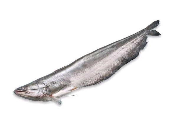Boal Fish - Cut Pieces - (1-1.2)kg Whole