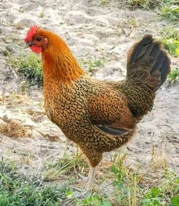 Local Desi Chicken - Cut Pieces - Sonali (900gm-1kg)