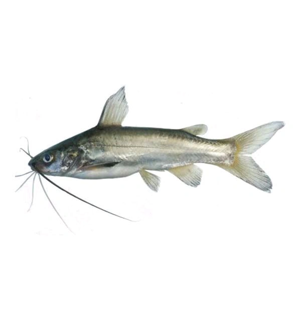 Gulaiya Fish Small Size - 500gm
