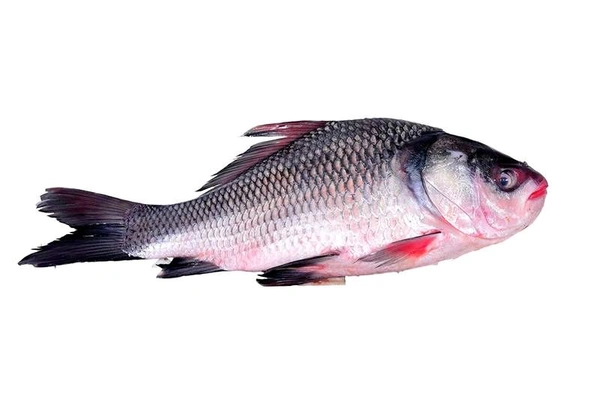 Katla Fish Whole Size - Bangladesh Variant (With Head) Cut Pieces - (1.4 to 1.7)kg