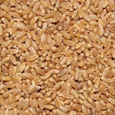 Wheat Atta