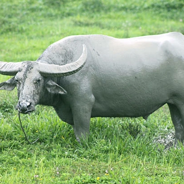 Buffalo Milk -1 Ltr