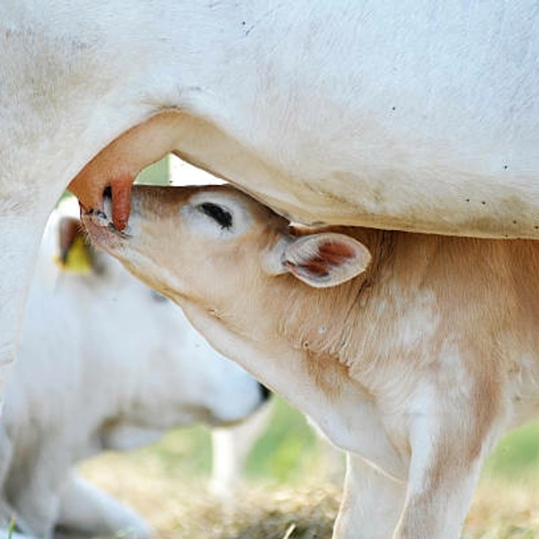 Cow Milk 1 Ltr
