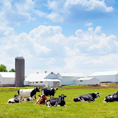 Dairy Farm