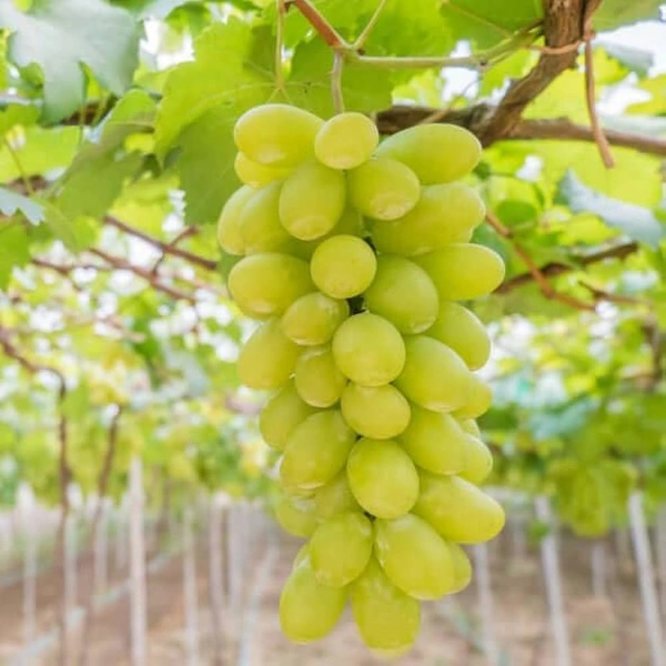 0 Grapes - 1 Kg, NA, NA
