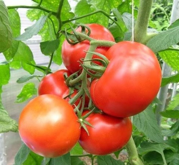 0 Tomato - 1 Kg, NA, NA