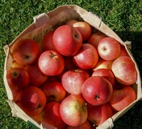 0 Apple - 1 Kg, NA, NA