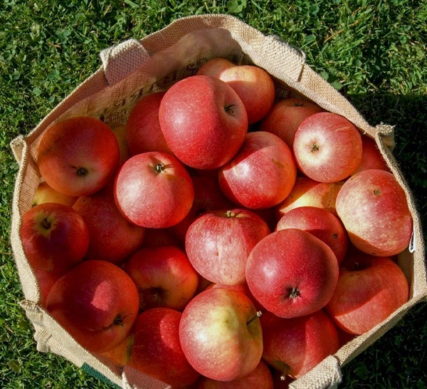 0 Apple - 1 Kg, NA, NA