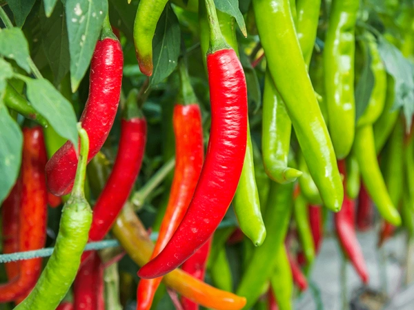 0 Chilli - 1 Kg, NA, NA