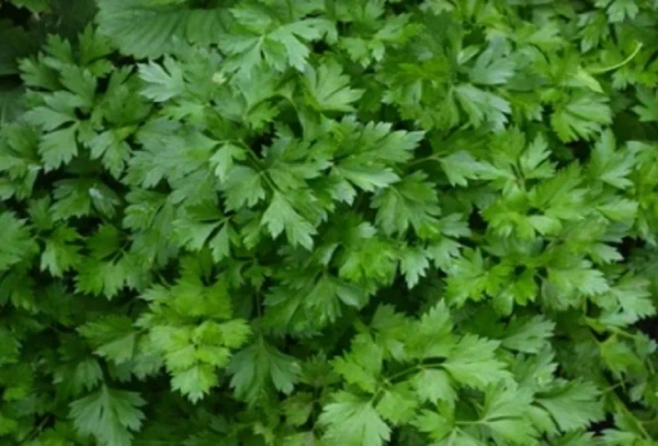 0 Coriander - 1 Kg, NA, NA