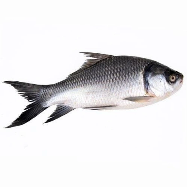 0 Fish - 1 Kg, NA, NA
