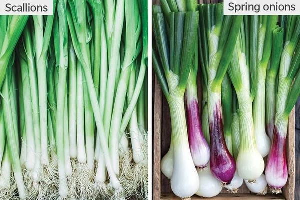 0 Green Onion - 1 Kg, NA, NA
