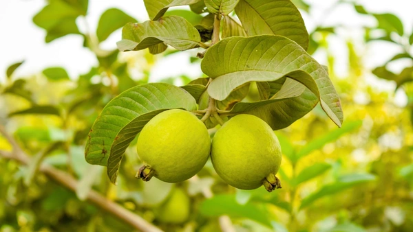 0 Guava - 1 Kg, NA, NA
