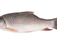 0 Fish - 1 Kg, NA, NA
