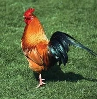 0 Chicken - 1 Kg, NA, NA