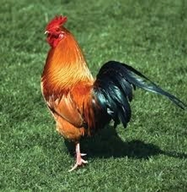 0 Chicken - 1 Kg, NA, NA