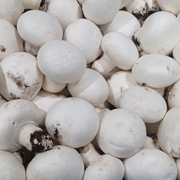 0 Mushroom - 1 Kg, NA, NA