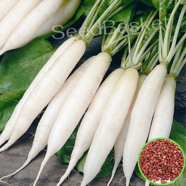 0 Radish - 1 Kg, NA, NA