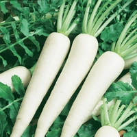 0 Radish - 1 Kg, NA, NA
