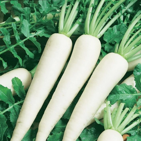 0 Radish - 1 Kg, NA, NA