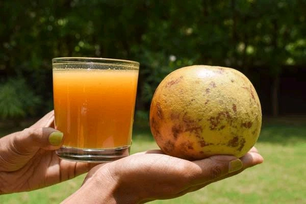 Bael Juice