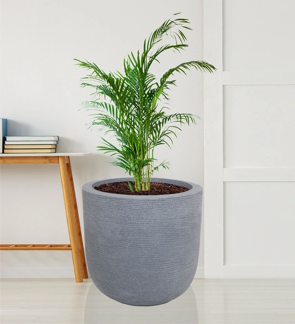 Vrukshveda IRIS 1816 - Gray