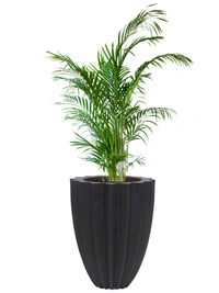 Vrukshveda Juniper Star Planter - Black