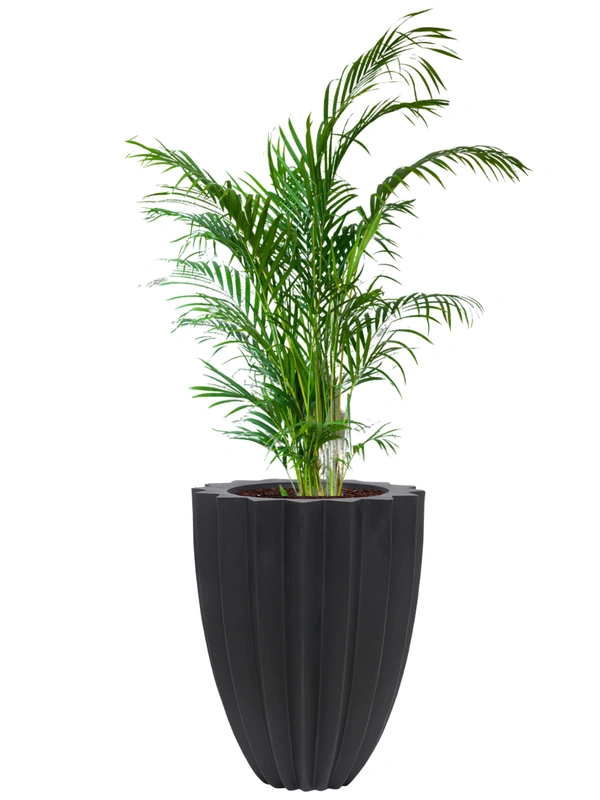Vrukshveda Juniper Star Planter - Black