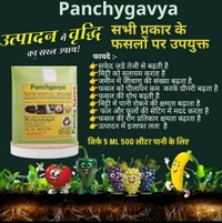 panchygavya 5 Ml - White, 10 Pic