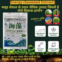  Energy Seaweed Extract (100 Gram) - Black, 100