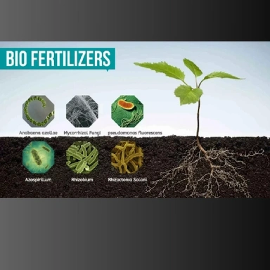 Bio Fertilisers