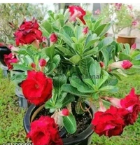 Live Plants 