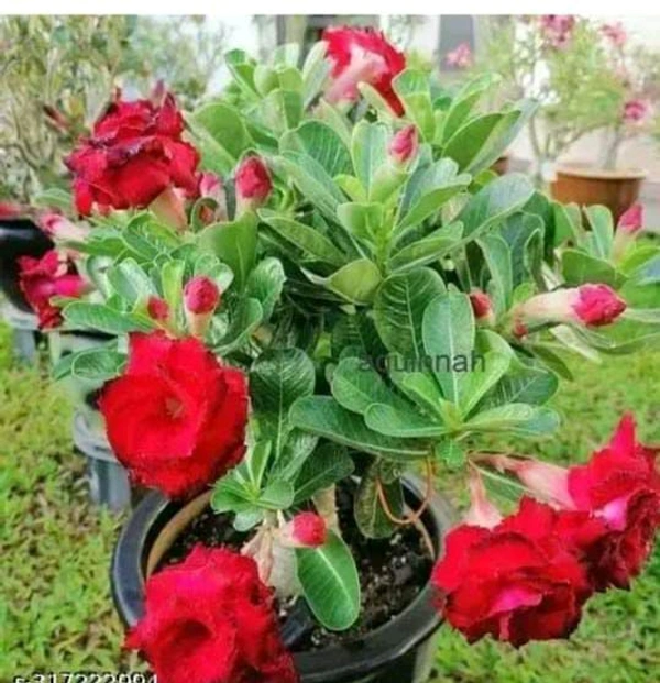 Live Plants 