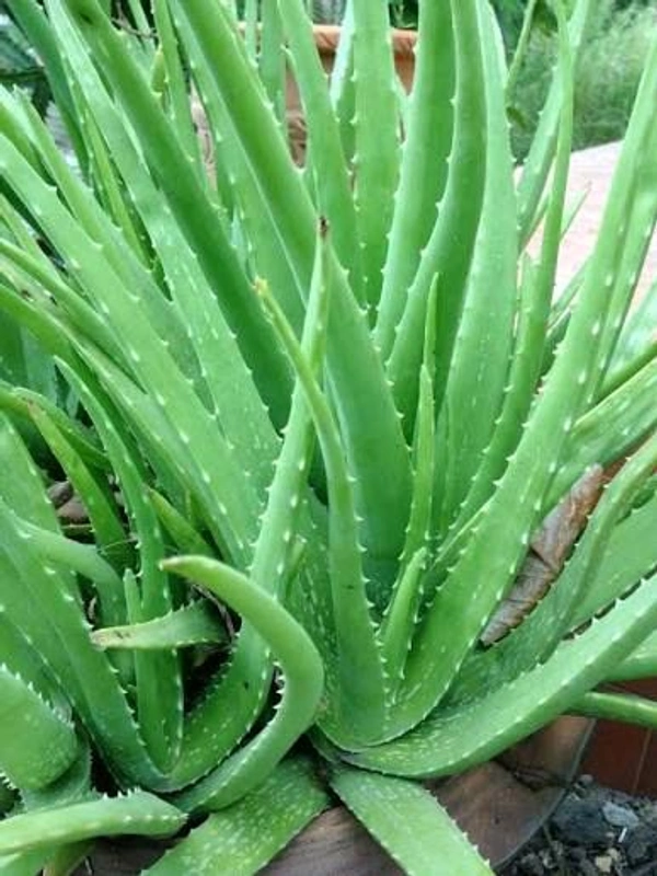 ALOEVERA