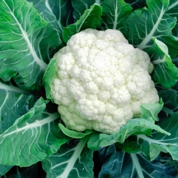Cauliflower- Medium ( Phulcopi)